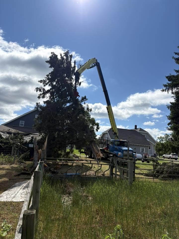 Tree service near me in Lakeview MI