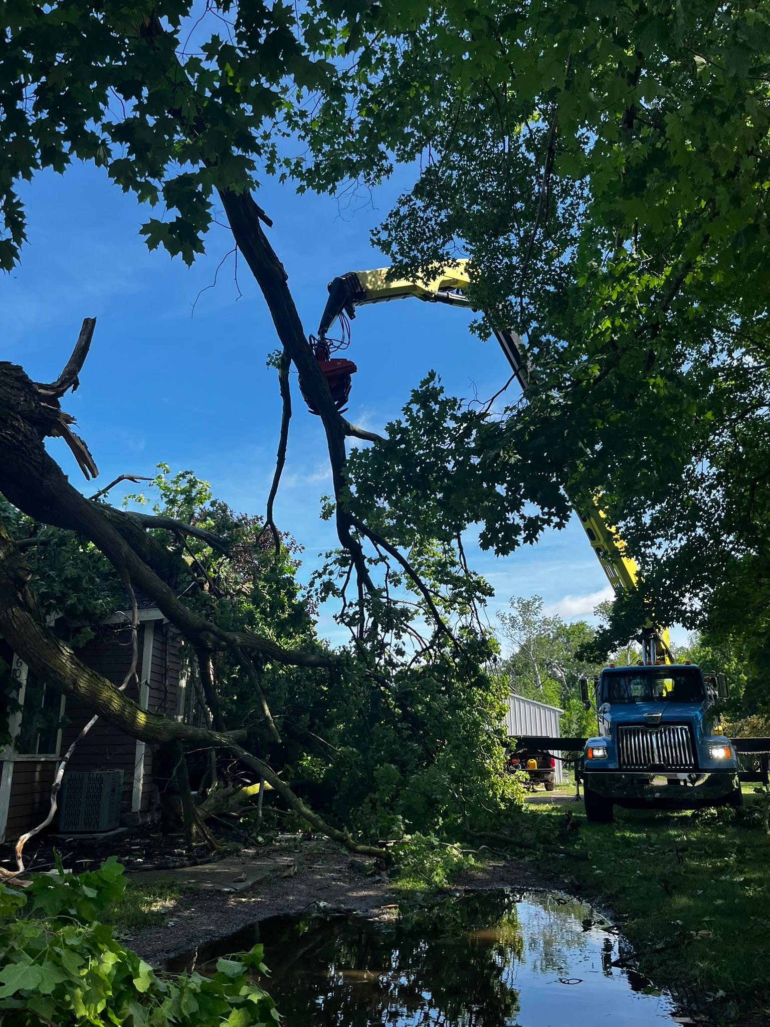 Tree trimming and pruning work